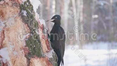 鸟是啄木鸟，坐在树上，喙敲木头。 冬季森林。